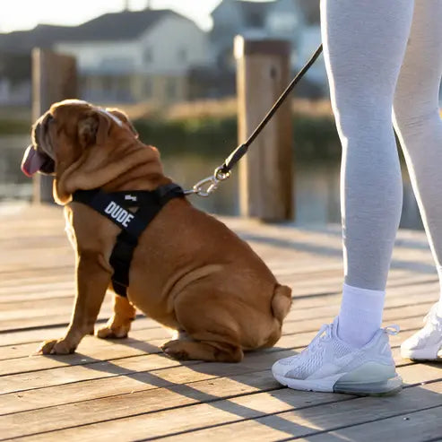 Harness - Easy to fit no-pull design - Safe secure and comfortable - Ideal for dogs of all shapes and sizes Leash